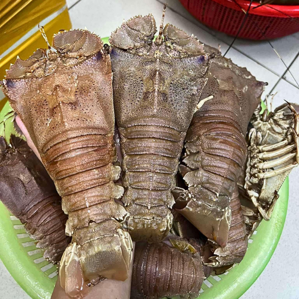 Tôm mũ ni sừng giá sỉ 
