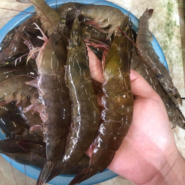 Hình ảnh tôm rảo