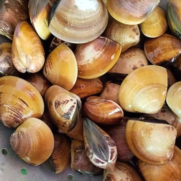 Ngao vàng biển giá sỉ